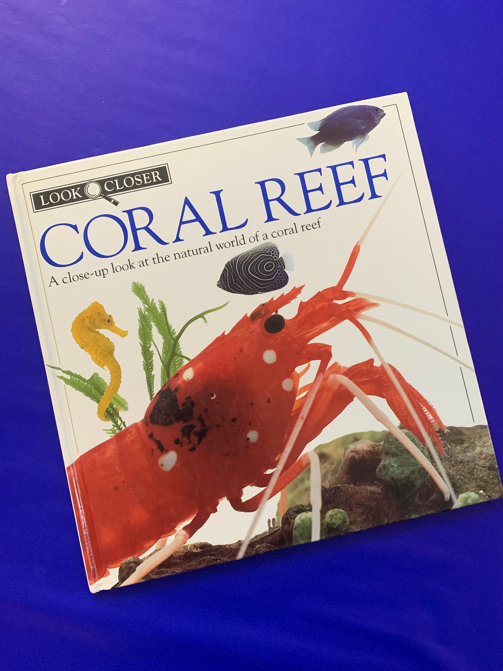 Look Closer: Coral Reef